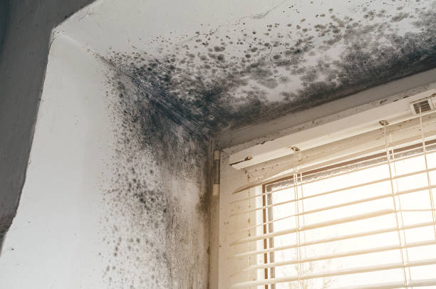Affordable Mold Cleanup solutions in Machipongo, VA