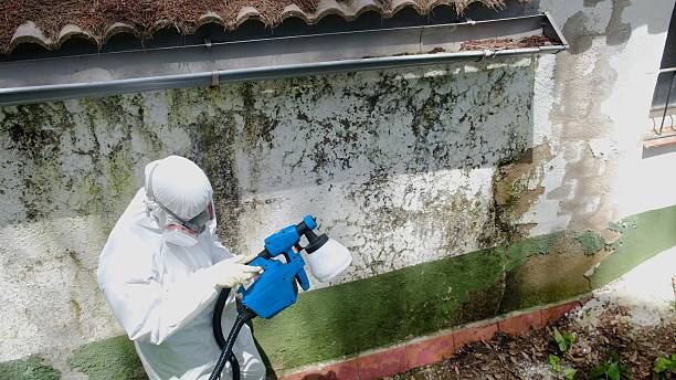 Top rated local Mold Cleanup specialists in Machipongo, VA